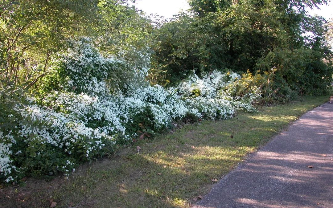 Scherwood Park Master Plan